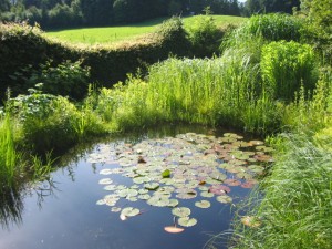 Gartenteich anlegen